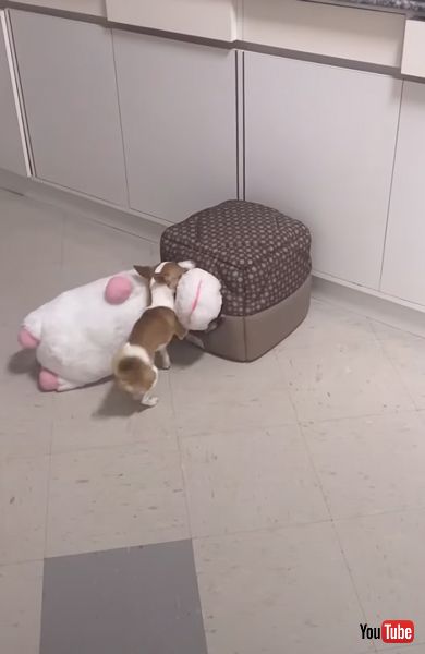 ぬいぐるみをくわえるワンコ