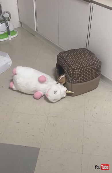 入れないワンコとぬいぐるみ