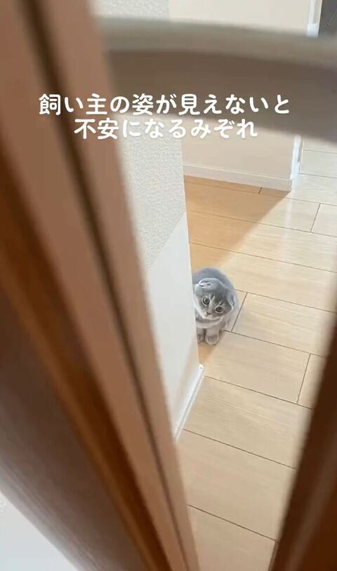 壁の陰からのぞいてる姿上から