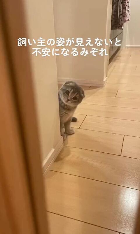 壁からのぞいてる