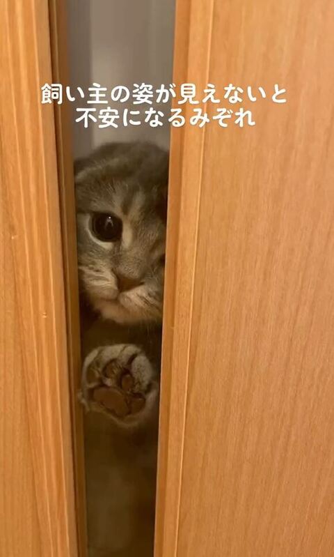 ドアからのぞきこむ