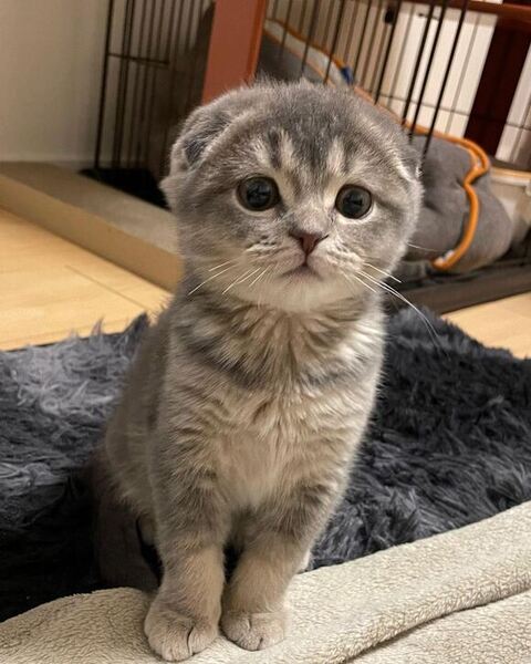 お手てそろえてのぞいてる