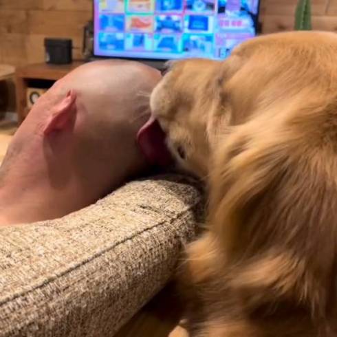 頭をなめるワンコ