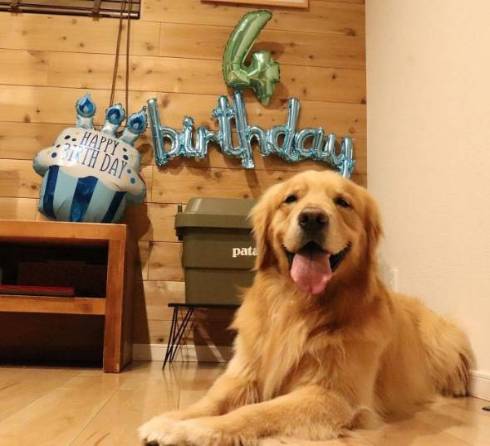 4歳になったモッシュくん