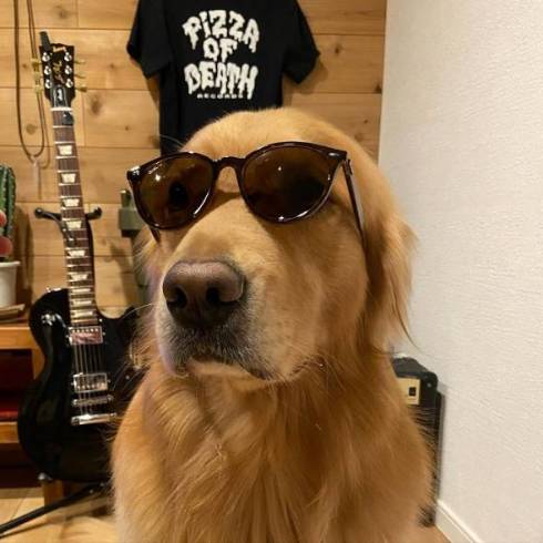 サングラスをかけたモッシュくん