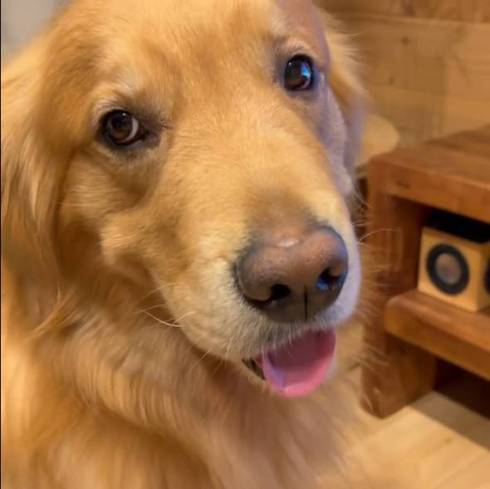 マッサージの後のワンコ