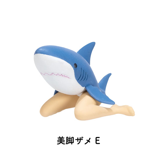 美脚ザメ