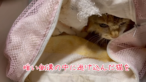 保護直後の猫ちゃん
