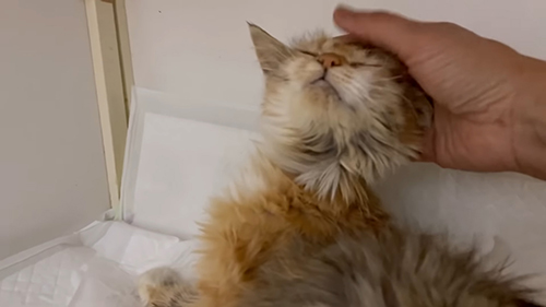 なでられるシャルちゃん