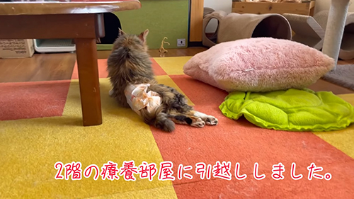 移動したシャルちゃん