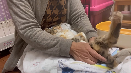 マッサージを受けるシャルちゃん