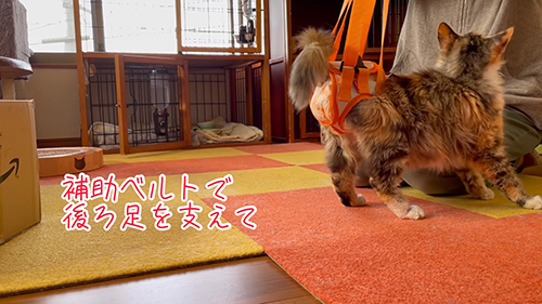 ベルトとシャルちゃん