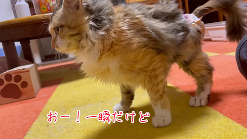 立てたシャルちゃん