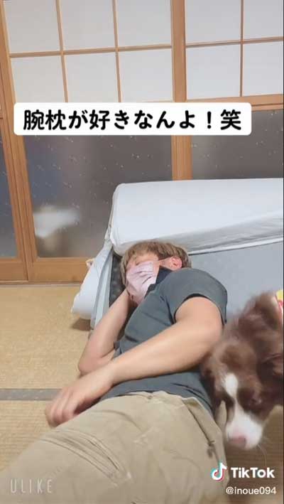 飼い主 腕枕 犬 寝返り 移動 阻止 ボーダーコリー