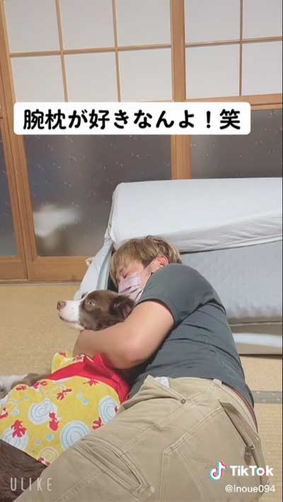 飼い主 腕枕 犬 寝返り 移動 阻止 ボーダーコリー