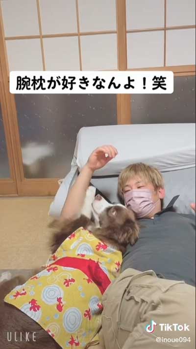 飼い主 腕枕 犬 寝返り 移動 阻止 ボーダーコリー