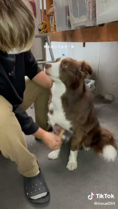 飼い主 腕枕 犬 寝返り 移動 阻止 ボーダーコリー