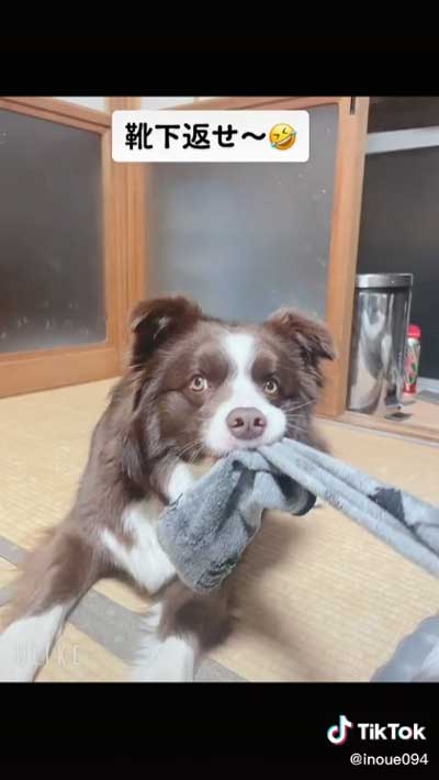 飼い主 腕枕 犬 寝返り 移動 阻止 ボーダーコリー