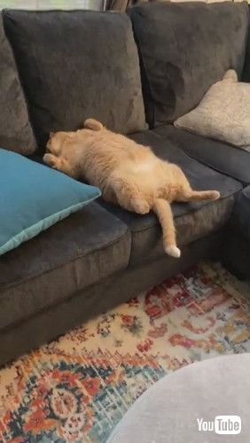 手を広げて眠る猫