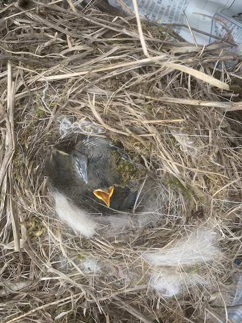 スバル レヴォーグ 巣作り ひな鳥 ボンネット クルマ ハクセキレイ