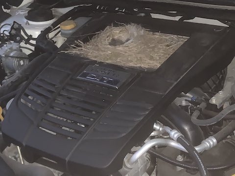スバル レヴォーグ 巣作り ひな鳥 ボンネット クルマ ハクセキレイ
