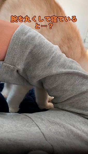 腕を丸くして寝る飼い主