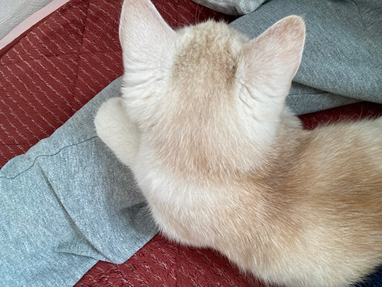 ふわふわなころすけさん