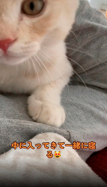 頭から突っ込む猫