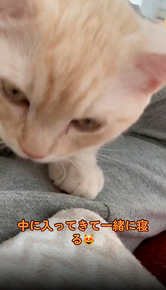 頭から突っ込んできた猫