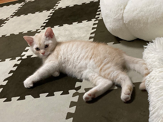 ころすけさん全身