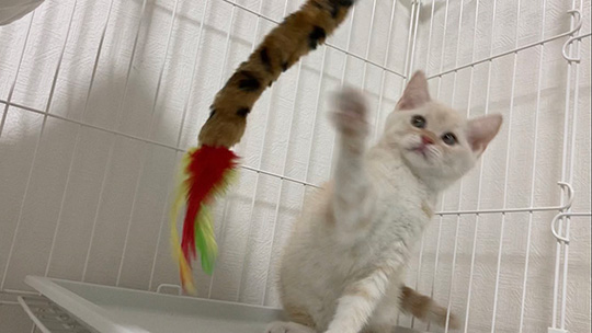 じゃれるころすけさん