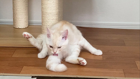 毛づくろいするころすけさん