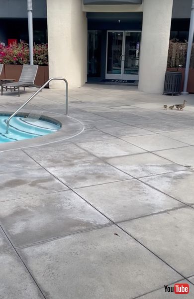 取り残された子ガモ