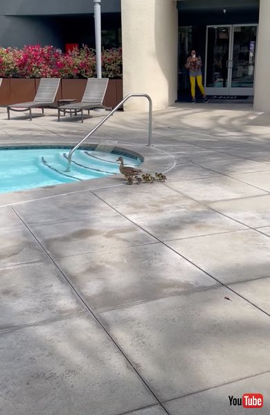 チェックする子ガモ