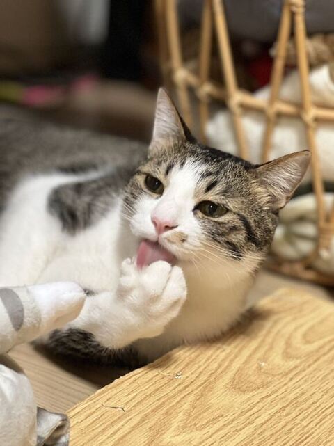 ぺろぺろしてる