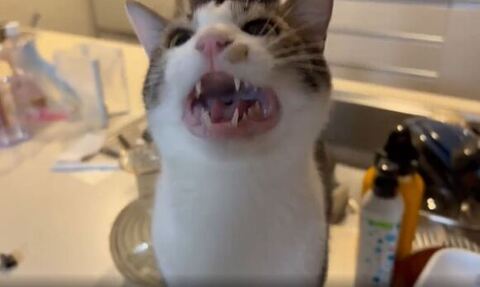 上向いてお返事