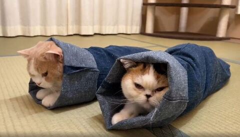 斜め横アングルてんぷらくん起き上がる