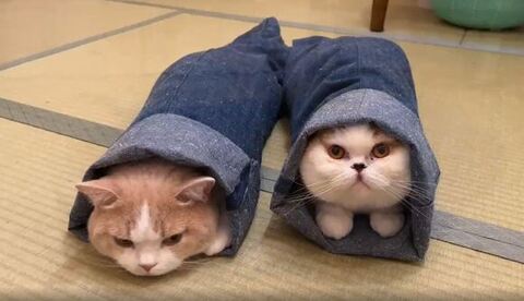 あんみつちゃん上を見上げる