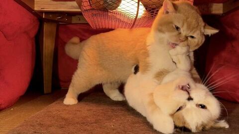 こたつの中で争う2匹