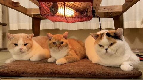 こたつ台下の3匹