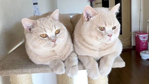 同じ柄の猫ちゃん2匹