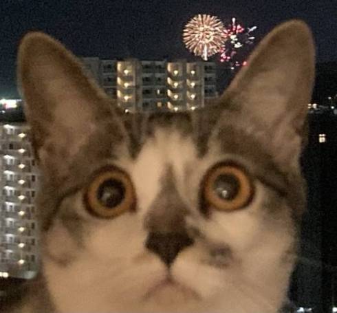 猫 ししゃもちゃん 花火