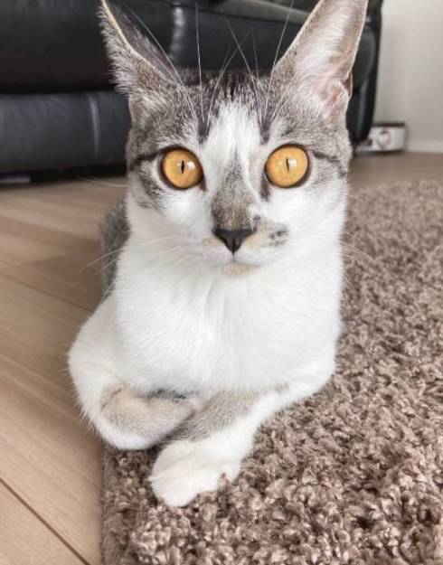 猫 ししゃもちゃん 花火