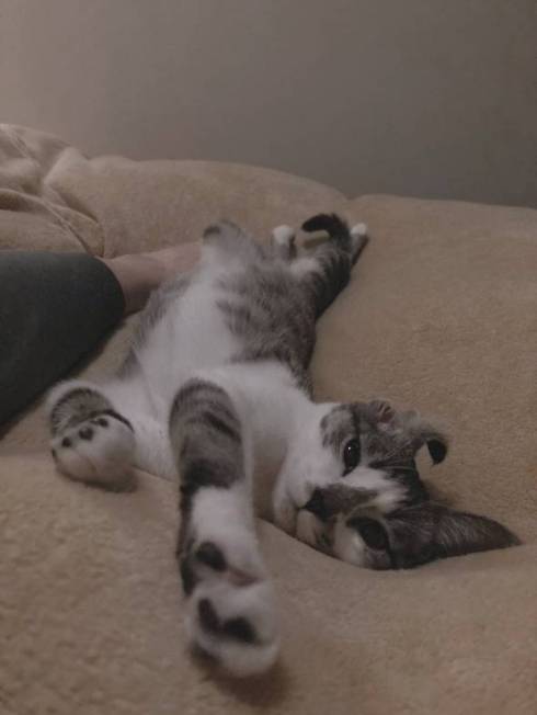 猫 ししゃもちゃん 花火