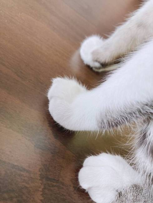 猫 ししゃもちゃん 花火