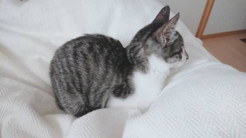 猫 ししゃもちゃん 花火