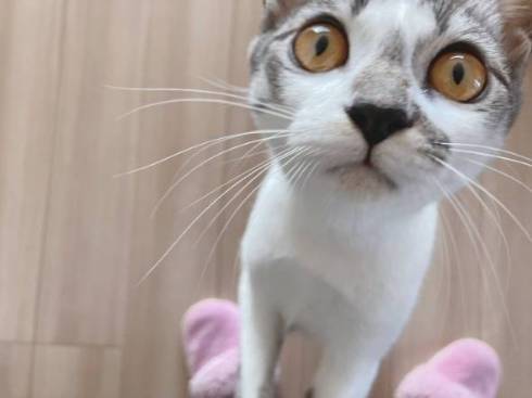 猫 ししゃもちゃん 花火