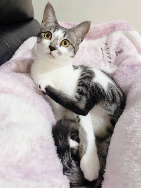 猫 ししゃもちゃん 花火