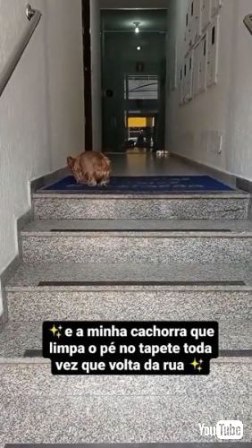 足を拭くワンコ