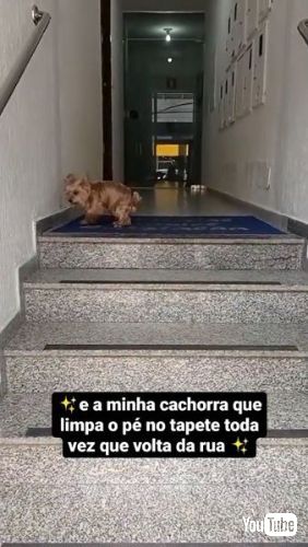 足を拭くワンコ